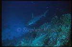 Hammerhead Shark, Scalloped 104 &Whitetip
