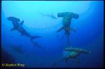 Hammerhead Shark, Scalloped 105