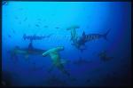 Hammerhead Shark, Scalloped 106