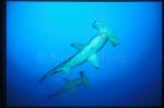 Hammerhead Shark, Scalloped 109