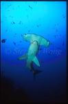 Hammerhead Shark, Scalloped 110