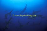 Hammerhead Shark, Scalloped 134 060608