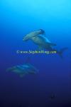 Hammerhead Shark, Scalloped 139 060608