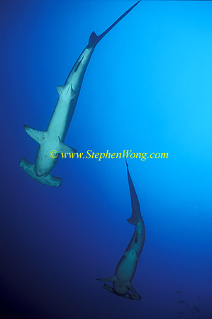 Hammerhead Shark, Scalloped 149 060608