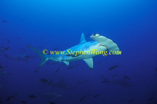 Hammerhead Shark, Scalloped 154 060608