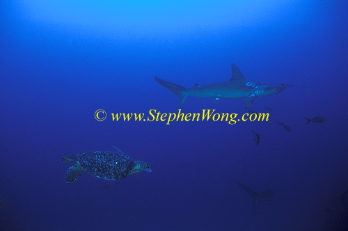Hammerhead Shark, Scalloped 162 & Green Turtle 060608