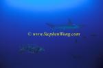 Hammerhead Shark, Scalloped 162 & Green Turtle 060608