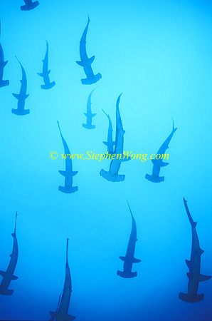 Hammerhead Shark, Scalloped 163 060608