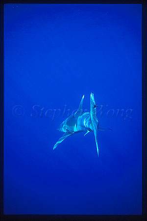 Oceanic Whitetip Sharks 02