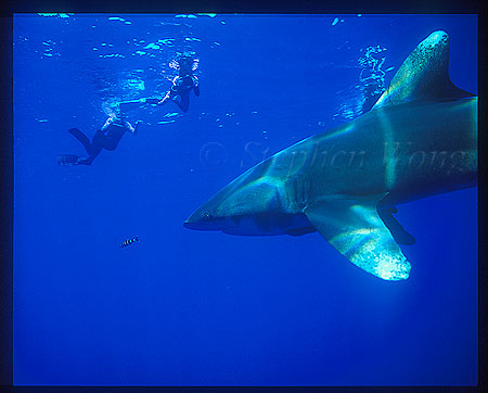 Oceanic Whitetip Sharks 04 & Takako
