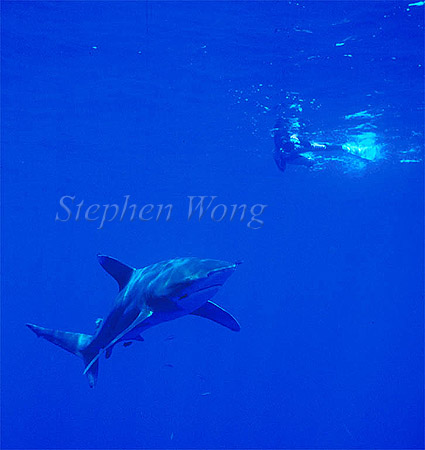 Oceanic Whitetip Sharks 08 & Takako