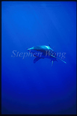 Oceanic Whitetip Sharks 09