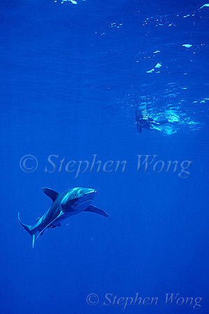 Oceanic Whitetip Sharks 12 & Takako 050103