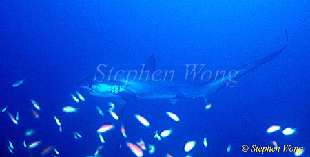 Pelagic Thresher Shark 01