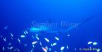 Pelagic Thresher Shark 01