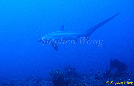 Pelagic Thresher Shark 02