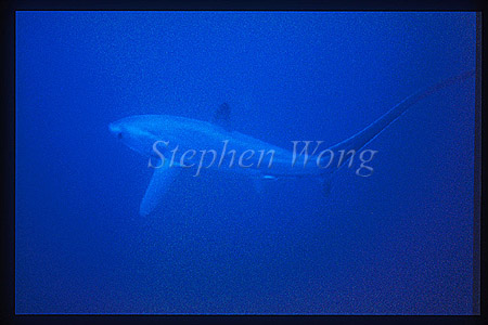 Pelagic Thresher Shark 03