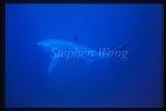 Pelagic Thresher Shark 03