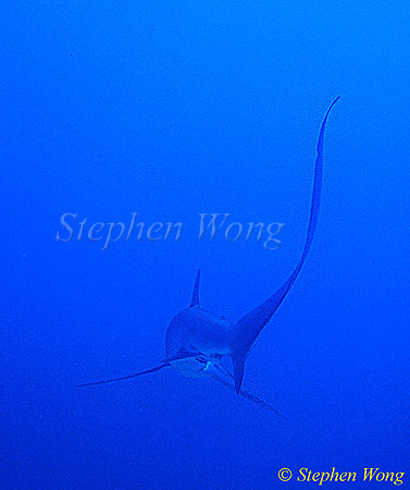 Pelagic Thresher Shark 06