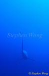 Pelagic Thresher Shark 07