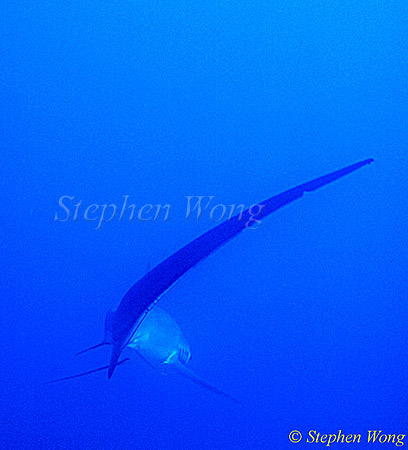 Pelagic Thresher Shark 08