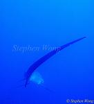 Pelagic Thresher Shark 08