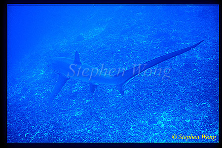 Pelagic Thresher Shark 09