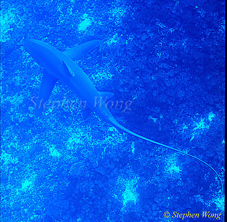 Pelagic Thresher Shark 10