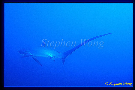 Pelagic Thresher Shark 11