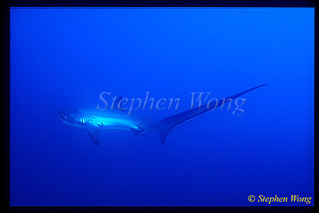 Pelagic Thresher Shark 12