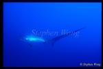 Pelagic Thresher Shark 12