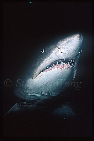 Sand Tiger Sharks 01