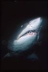 Sand Tiger Sharks 01