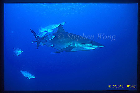 Silky Shark 102 & Rainbow Runners