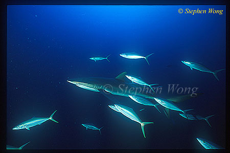 Silky Shark 103 & Rainbow Runners