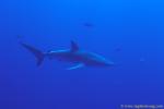 Silky Shark 104 060104 socorro, pesty critters!