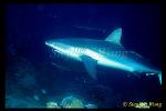 Silvertip Sharks 04 (looks like a mix of Grey Reef & Silvertip)