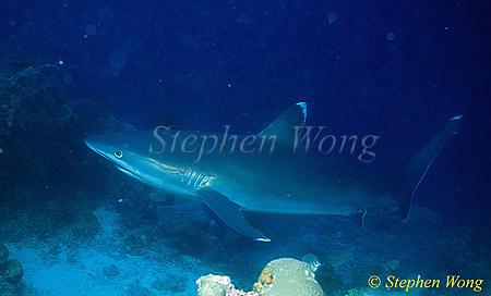 Silvertip Sharks 09