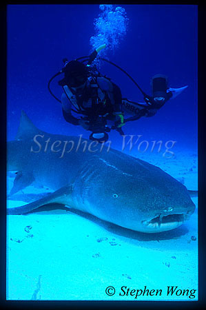 Tawny Nurse Shark 01 & Takako, NewCalendonia2002