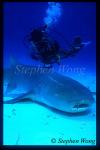 Tawny Nurse Shark 01 & Takako, NewCalendonia2002