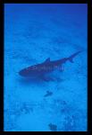 Tiger Shark 104, 042503