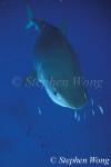 Tiger Shark 107, 042503