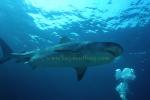 Tiger Shark 109 070804