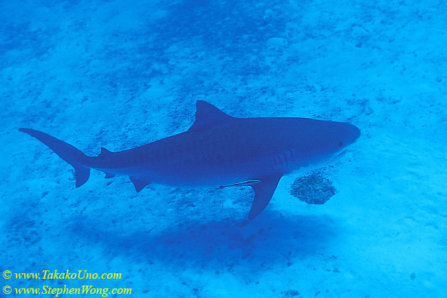 Tiger Shark 110a 110104