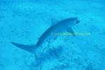 Tiger Shark 113 subadult 0705