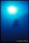 Whale Shark 01 with Cobias