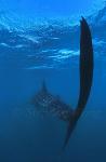 Whale Shark 02