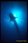 Whale Shark 11