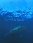 Whale Shark 15