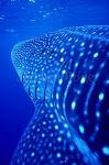 Whale Shark 19